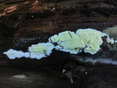 green porecrust thumbnail 2