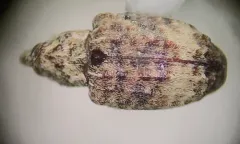 Pecan Gall Curculio thumbnail 3
