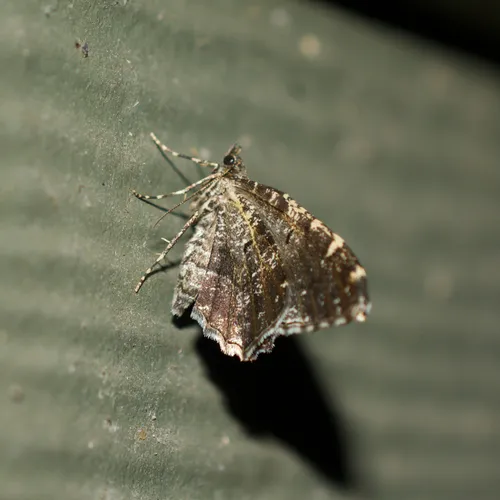 Guenée's Carpet Moth