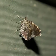 Guenée's Carpet Moth thumbnail 1