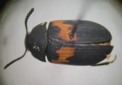 Orange-banded Darkling Beetle thumbnail 1