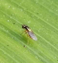 Thaumatomyia glabra thumbnail 3