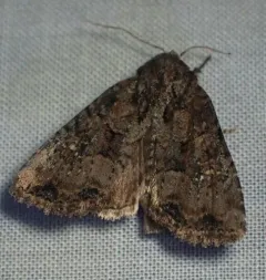 Broken-lined Brocade Moth thumbnail 3