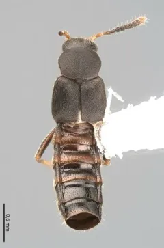 Leptusa opaca thumbnail 3