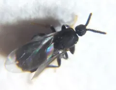 Holoplagia guamensis thumbnail 2