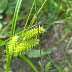 retrorse sedge thumbnail 4