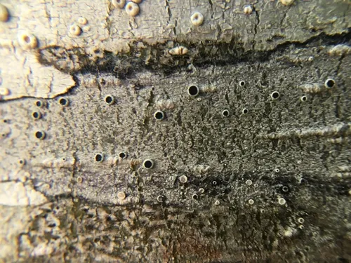 Tephromela pacifica