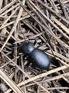 Coelocnemis rugulosa thumbnail 1