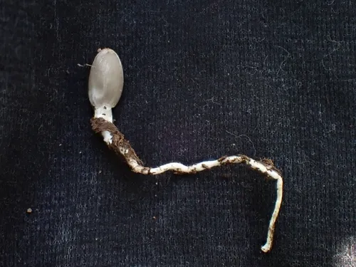 Coprinopsis sclerotiorum