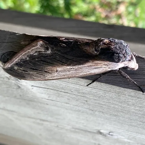 Wild Cherry Sphinx