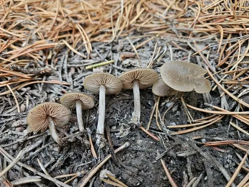 Entoloma edulis
