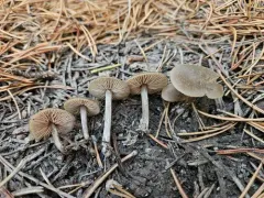 Entoloma edulis thumbnail 1
