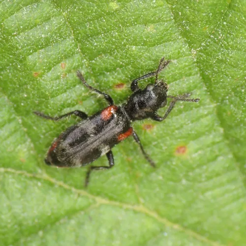 Enoclerus schaefferi