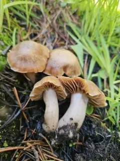 Cortinarius pallidostriatus thumbnail 2