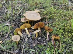 Cortinarius thiersii thumbnail 3