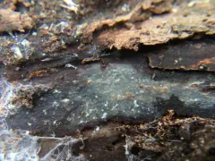 Crustodontia chrysocreas thumbnail 2