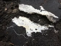 Perenniporia compacta thumbnail 2