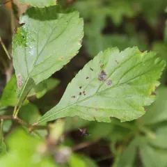 dotted hawthorn thumbnail 1