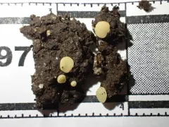 Pseudoboubovia benkertii thumbnail 2