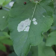 Calycomyza flavinotum thumbnail 1