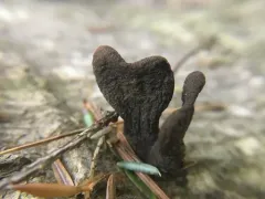 Pseudotrichia mutabilis thumbnail 1