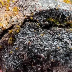 Juratzka's Silverwort thumbnail 3