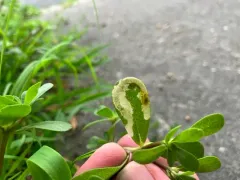 Pegomya rufescens thumbnail 4