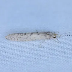 Nectopsyche diarina thumbnail 1