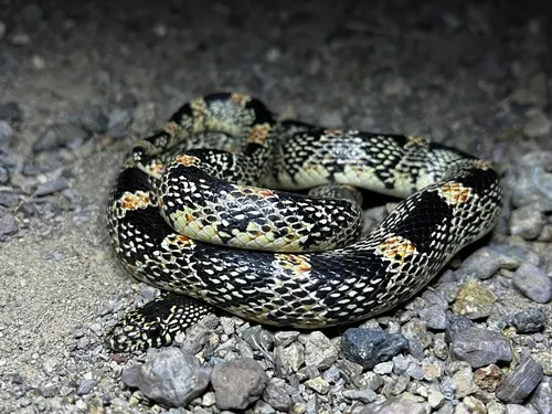 Long-nosed Snake