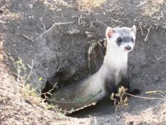 Black-footed Ferret thumbnail 4