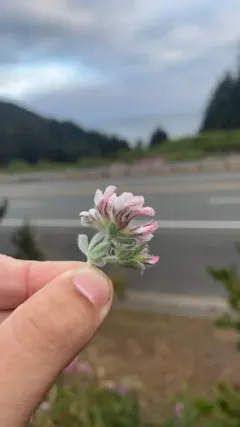 Hairy Canary-clover thumbnail 2