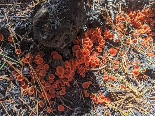 Pyropyxis rubra
