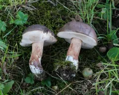 Beveled-cap Bolete thumbnail 1