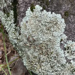 Cumberland Rock Shield thumbnail 3