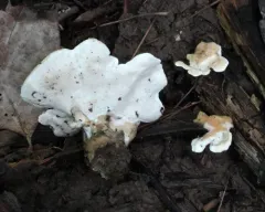 Loweomyces fractipes thumbnail 2