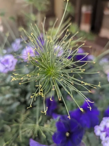 Dwarf Papyrus