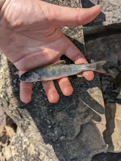 Arctic Char thumbnail 3