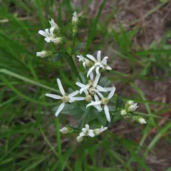 Narrowleaf Whitetop Aster thumbnail 4