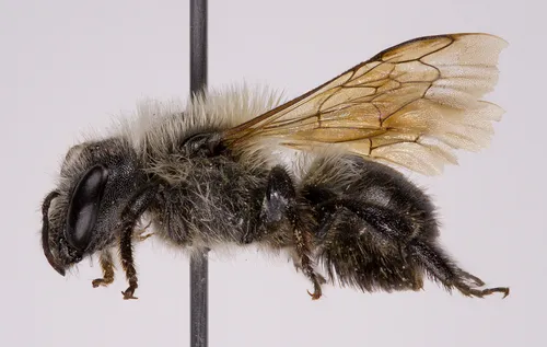 Osmia laticeps