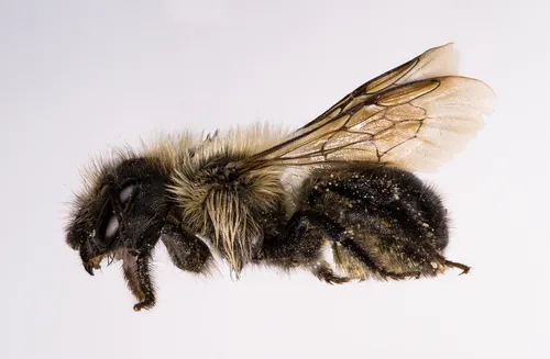 Mountain Mason Bee