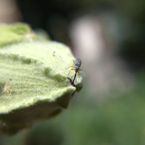 Hollyhock Weevil