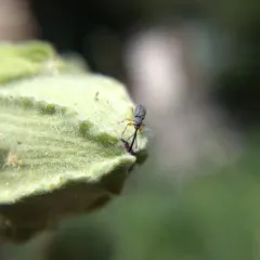 Hollyhock Weevil thumbnail 1