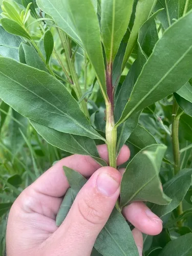 Gnorimoschema gallaespeciosum
