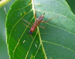 Zagryphus nasutus thumbnail 2