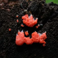 Red Raspberry Slime Mold thumbnail 4