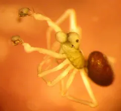 Coreorgonal petulcus thumbnail 2