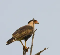 Crested Caracara thumbnail 3