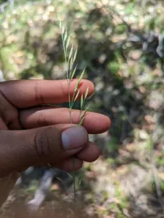 Roemer's Fescue thumbnail 2