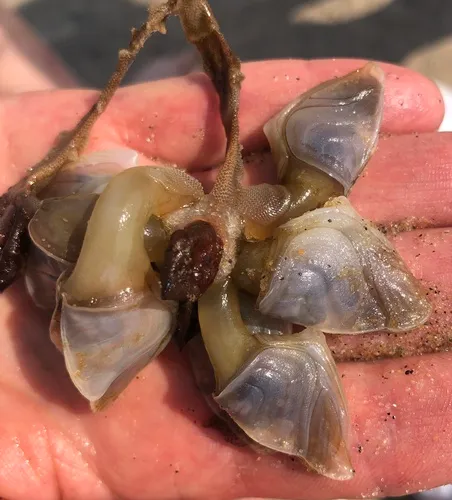 Buoy Barnacle