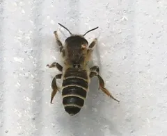Banded Mud Bee thumbnail 2